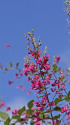 萩の花