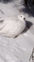御嶽の白雷鳥2