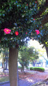 山茶花咲く公園