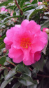 山茶花