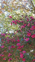 山茶花