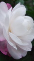 山茶花