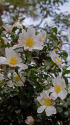 山茶花