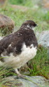 小蓮華山の雄雷鳥2