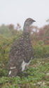 小蓮華山の雄雷鳥5