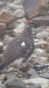 小蓮華山の雄雷鳥6