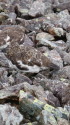 小蓮華山の雄雷鳥5