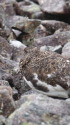 小蓮華山の雄雷鳥7