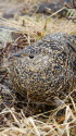 白馬大池のママ雷鳥2