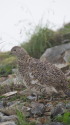 爺ヶ岳の雌雷鳥