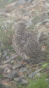 爺ヶ岳の雌雷鳥2
