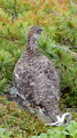 爺ヶ岳の雄雷鳥