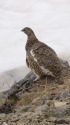 北ノ俣岳のママ雷鳥2