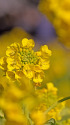 菜花