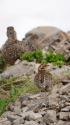 北ノ俣岳のチビ雷鳥3