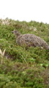 北ノ俣岳のママ雷鳥2
