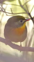 ソウシチョウ