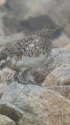 八方尾根のママ雷鳥
