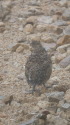 八方尾根のチビ雷鳥