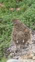 八方尾根のチビ雷鳥2