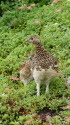 八方尾根のママ雷鳥3