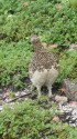 八方尾根のママ雷鳥