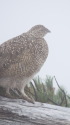 八方尾根のチビ雷鳥6