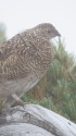 八方尾根のチビ雷鳥7
