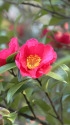 山茶花