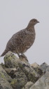 五竜岳の雌雷鳥