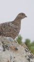 五竜岳の雌雷鳥2