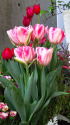 チューリップ