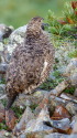 牛首の雌雷鳥3