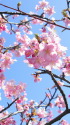 河津桜