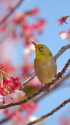 ウメジロー