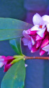 沈丁花