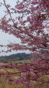 河津桜咲く里山