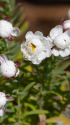 花かんざし