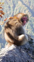 お山のおさる