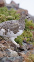 白馬岳の雌雷鳥2