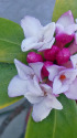 沈丁花