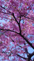 早咲きの桜・3