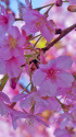 早咲きの桜・4