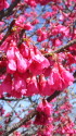 八重寒緋桜 