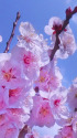 春の空に咲く・2