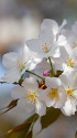 大島桜
