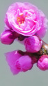 梅～花と蕾