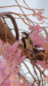 シジュウカラ35
