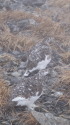 小蓮華山の雌雷鳥