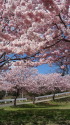 春めき桜 